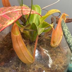 Photo of the plant species pitcher plant by @ExpectantBasil named Kylie on Greg, the plant care app