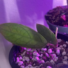 Photo of the plant species Hoya ranauensis by @EarnestMikimiki named Peter Parker on Greg, the plant care app