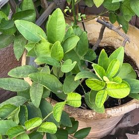 Plant care for Australian Round Lime on Greg, the plant care app