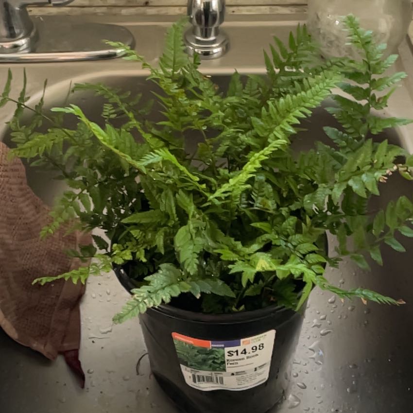 Photo of the plant species Korean Rock Fern by @RechercheNapaea named Miley on Greg, the plant care app