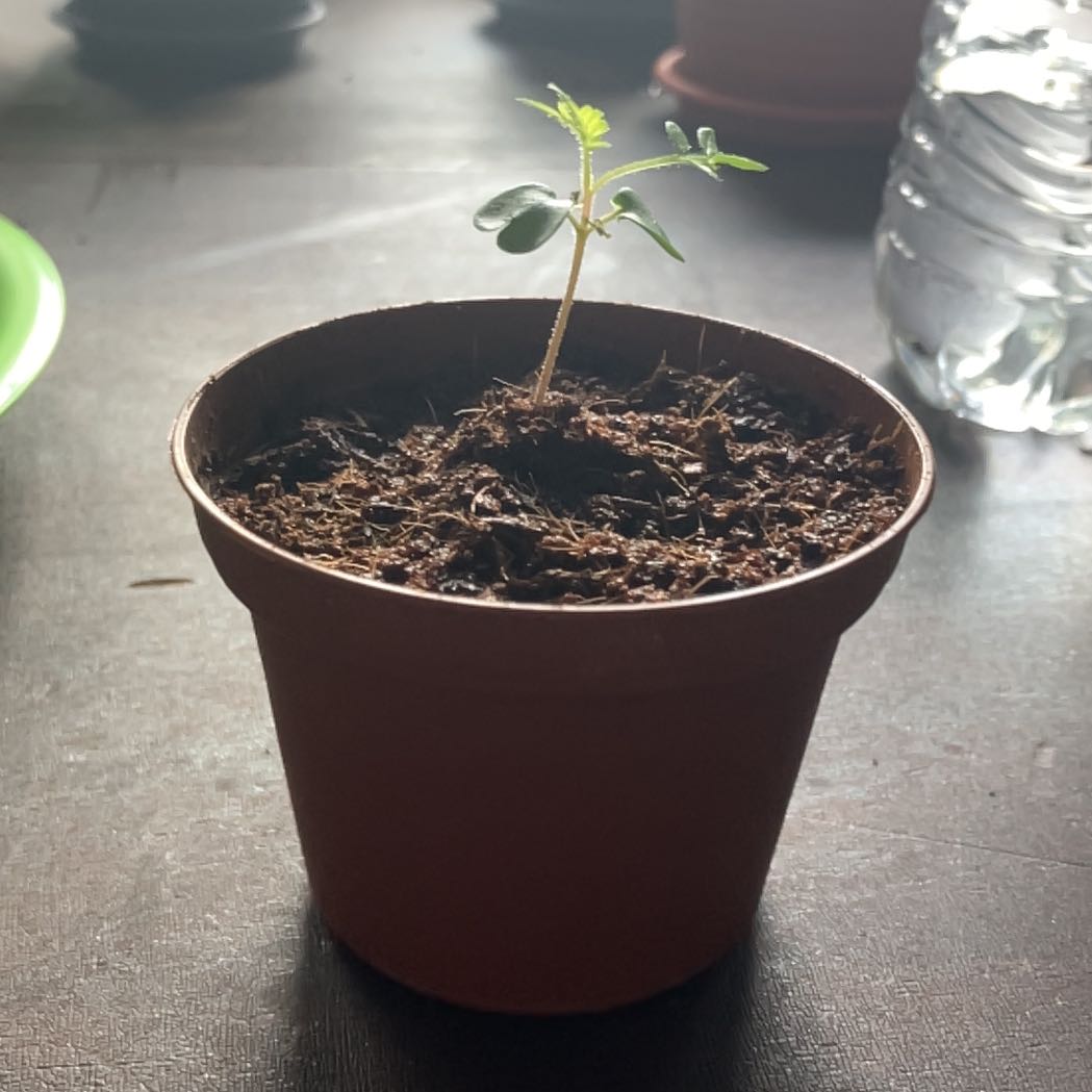 Plant care for African Tulip Tree on Greg, the plant care app