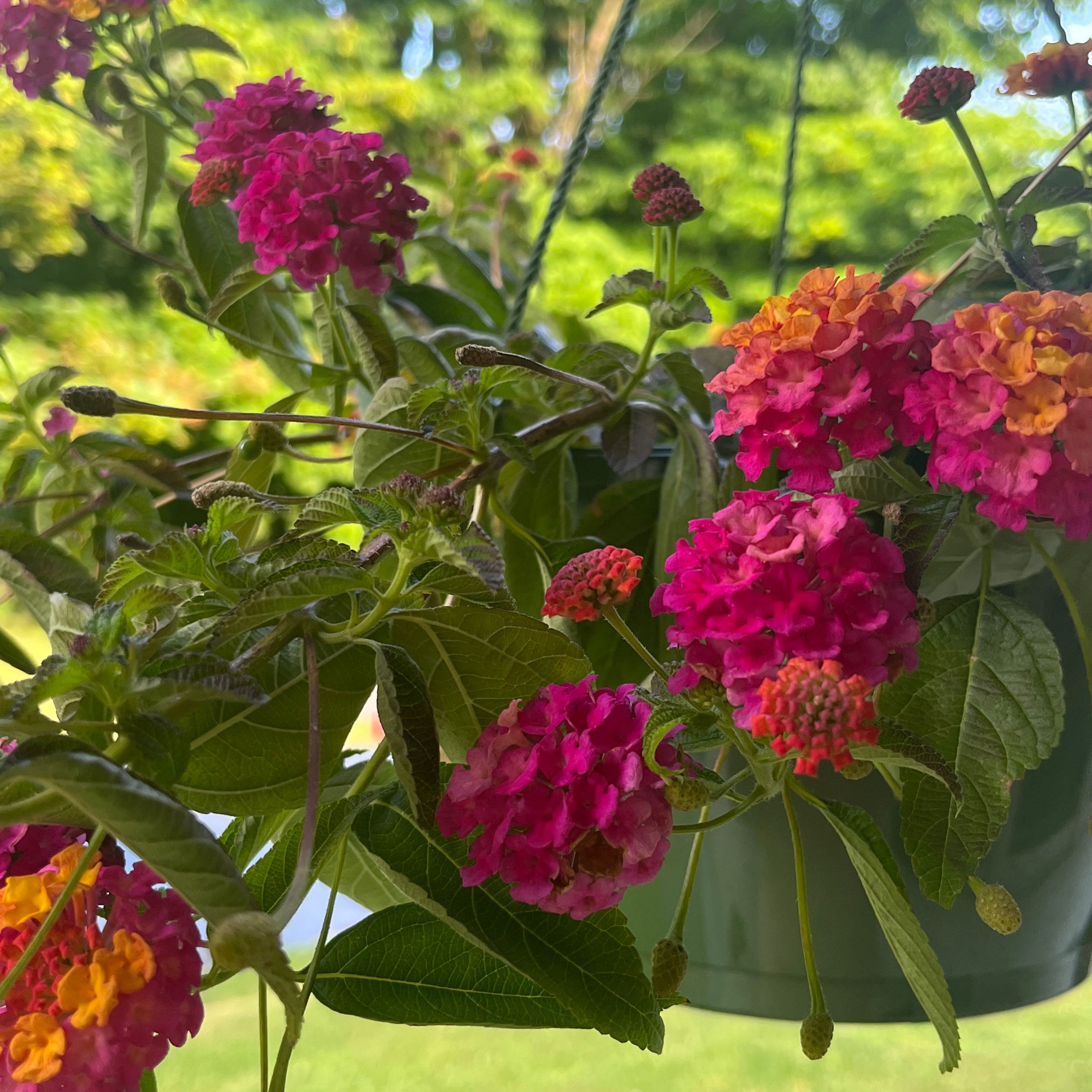 Lantana plant with vibrant pink and orange flowers in a hanging pot.