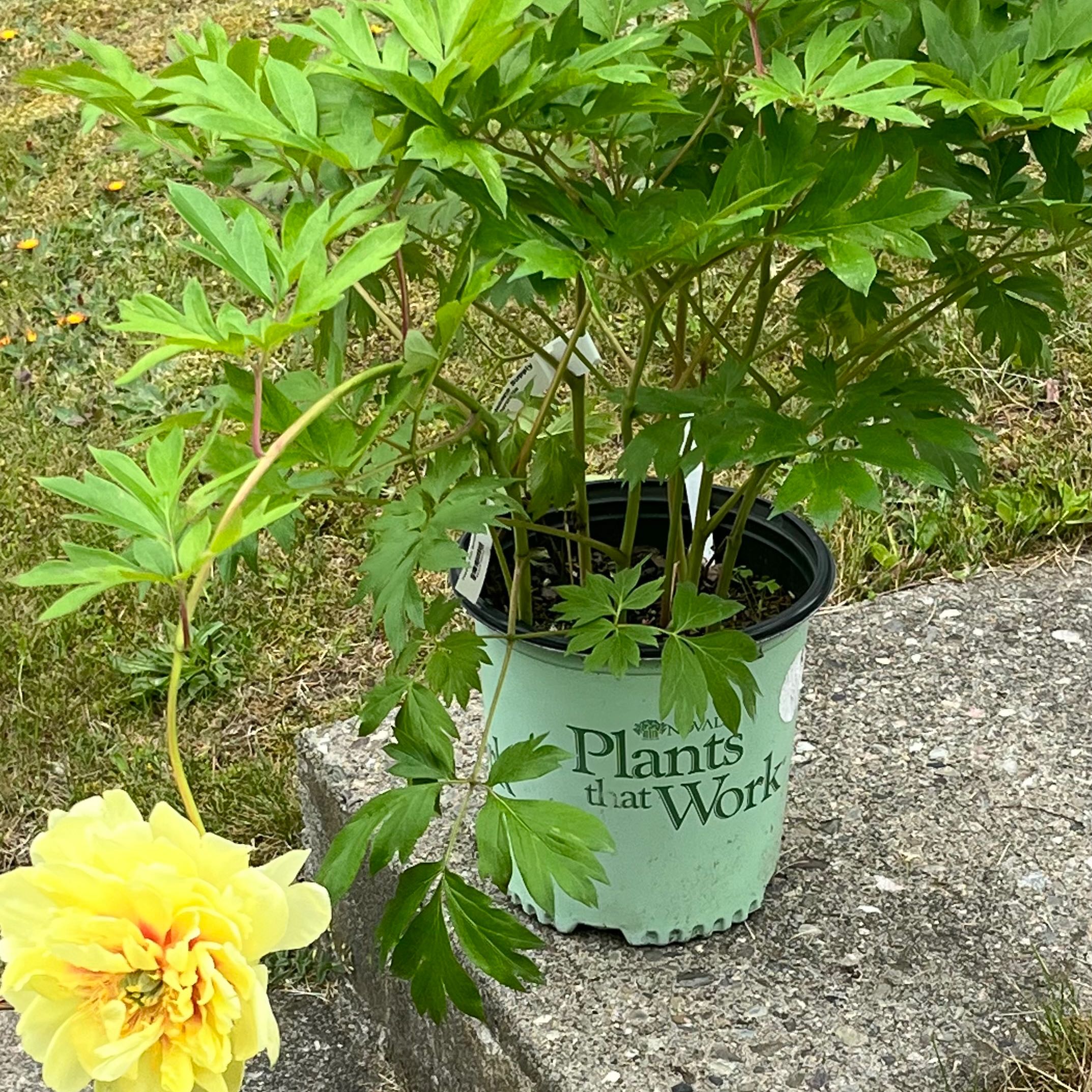 Soil for Chinese Peony