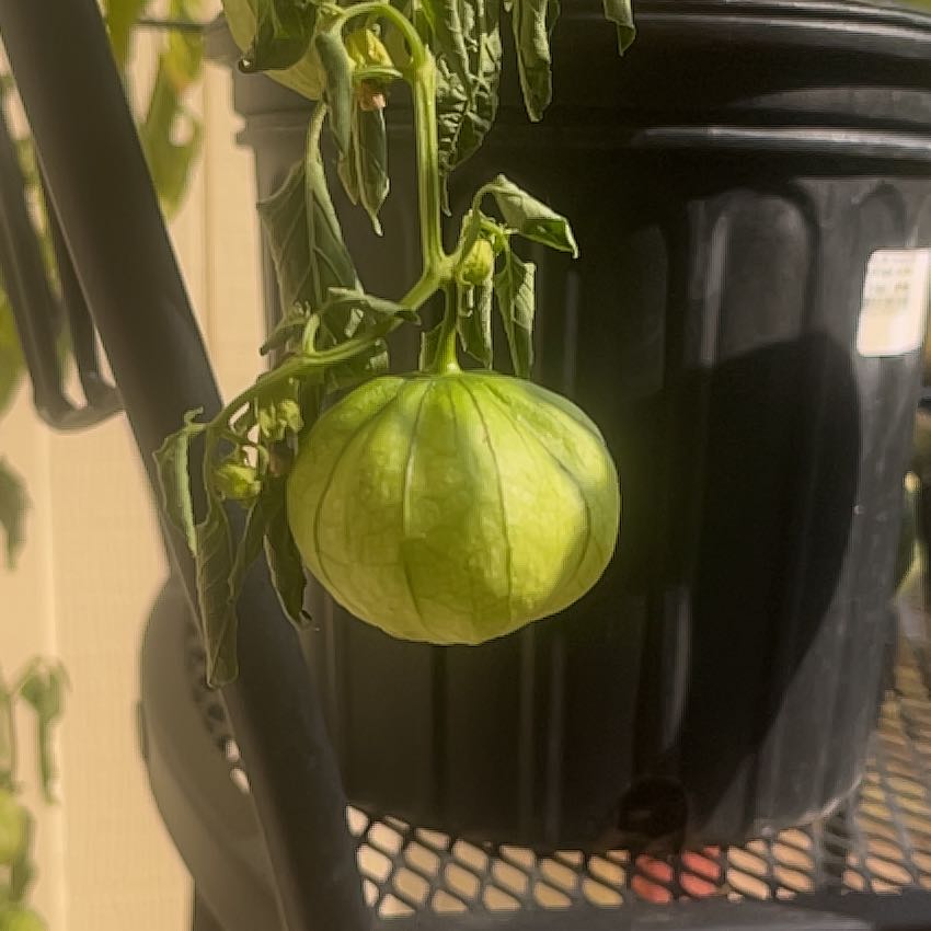 Photo of the plant species Tomatillo by @YeahHomalosorus named Fernie Mac on Greg, the plant care app