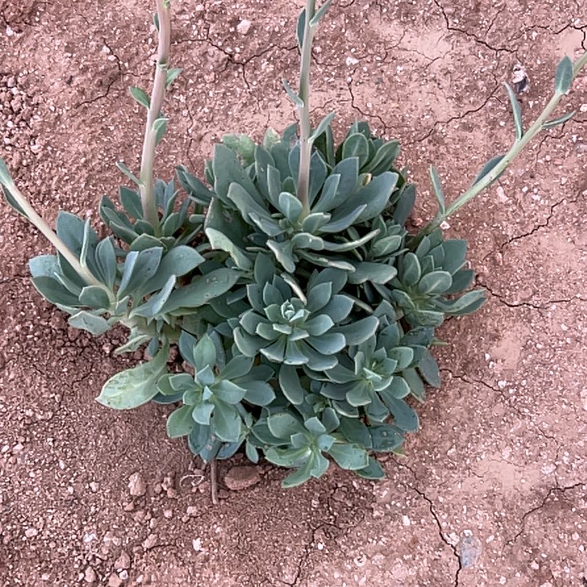 Photo of the plant species Rock Purslane Calandrinia spectabilis by @JazzedSeaofpink named Dolores on Greg, the plant care app