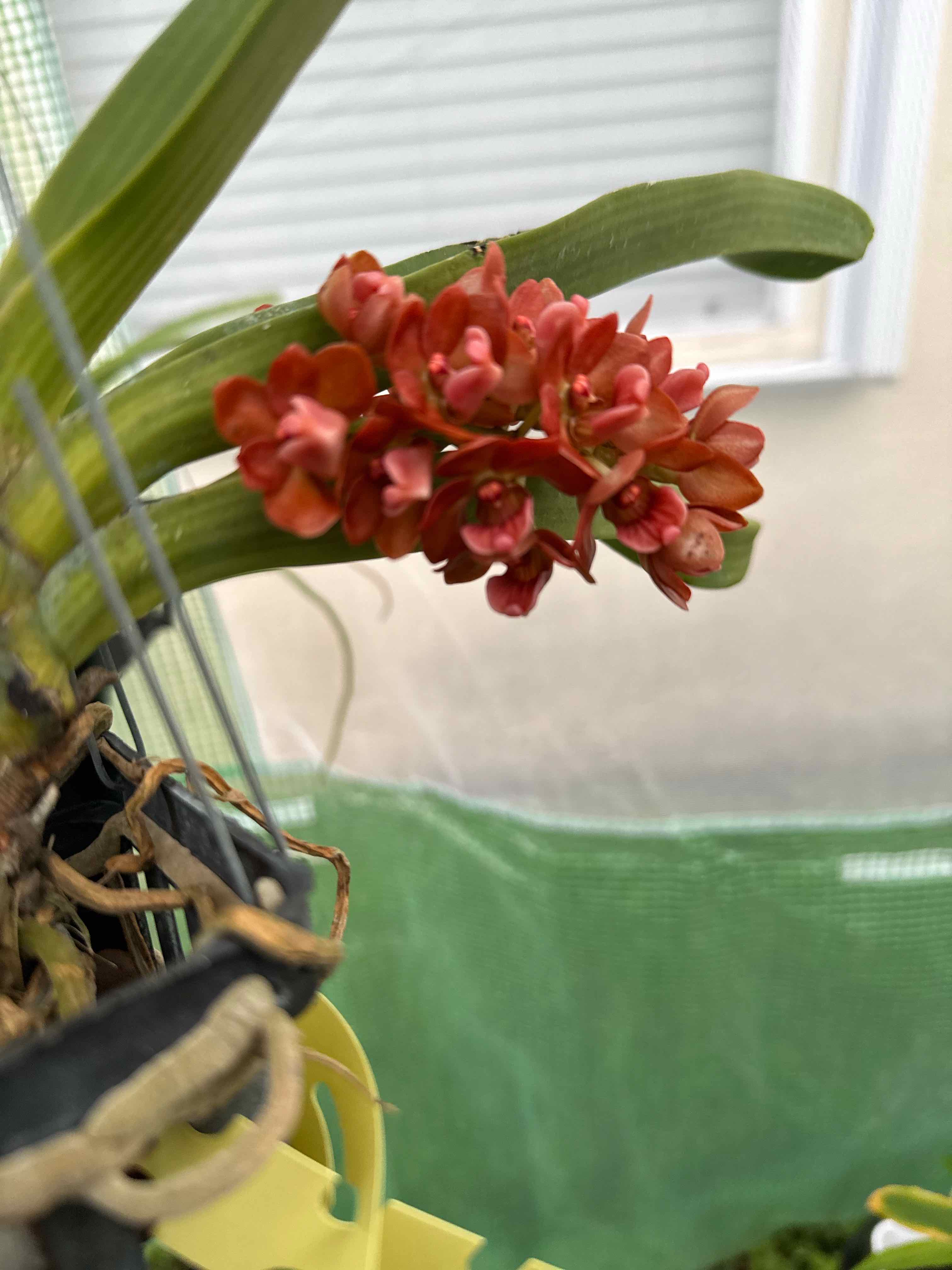 Photo of the plant species Gigantea by @HipIvorytowers named Orwell - Tangerine on Greg, the plant care app