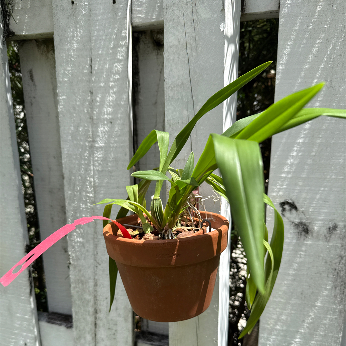 Photo of the plant species Gower Ramsey by @HipIvorytowers named Marley on Greg, the plant care app