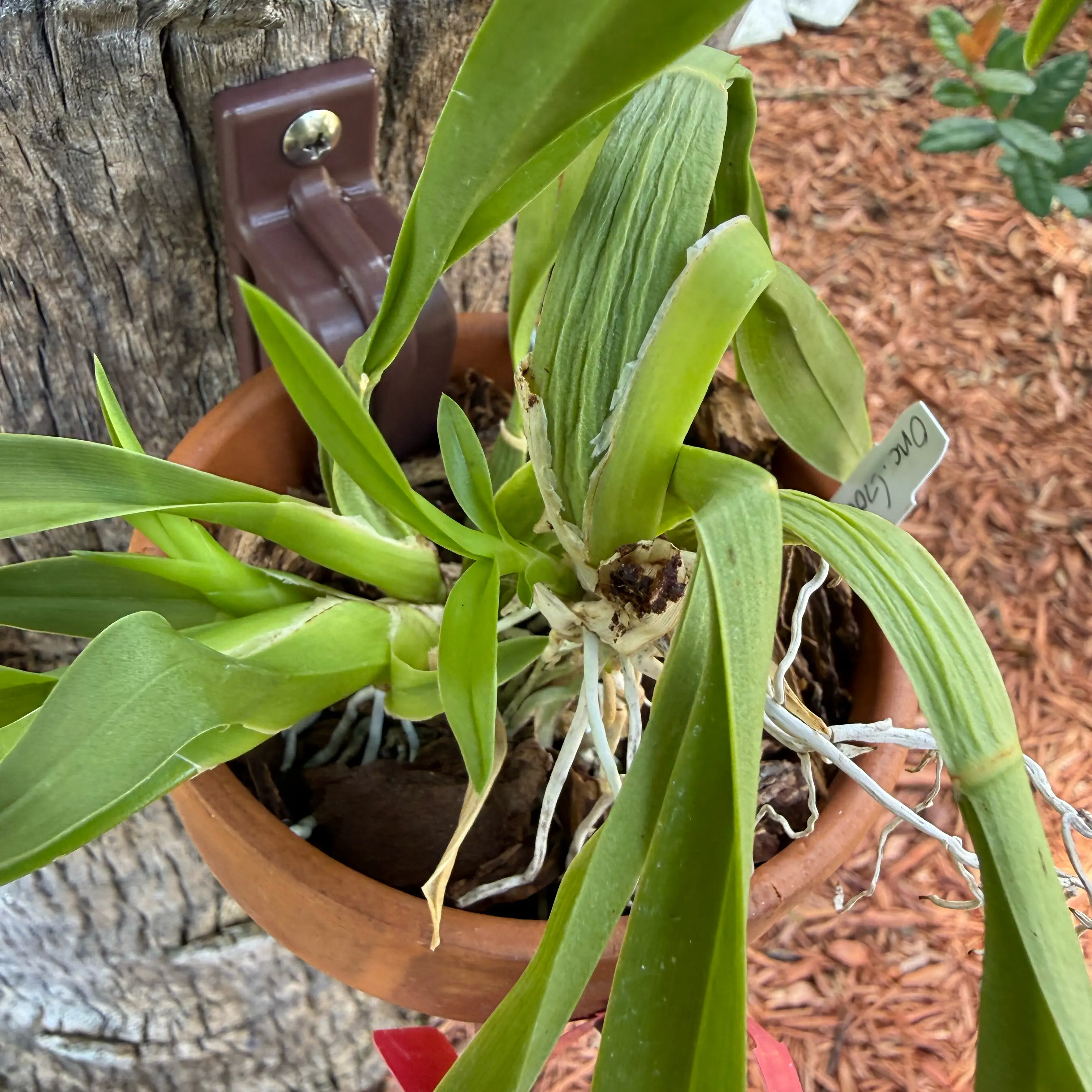 Photo of the plant species Gower Ramsey by @HipIvorytowers named Marley on Greg, the plant care app
