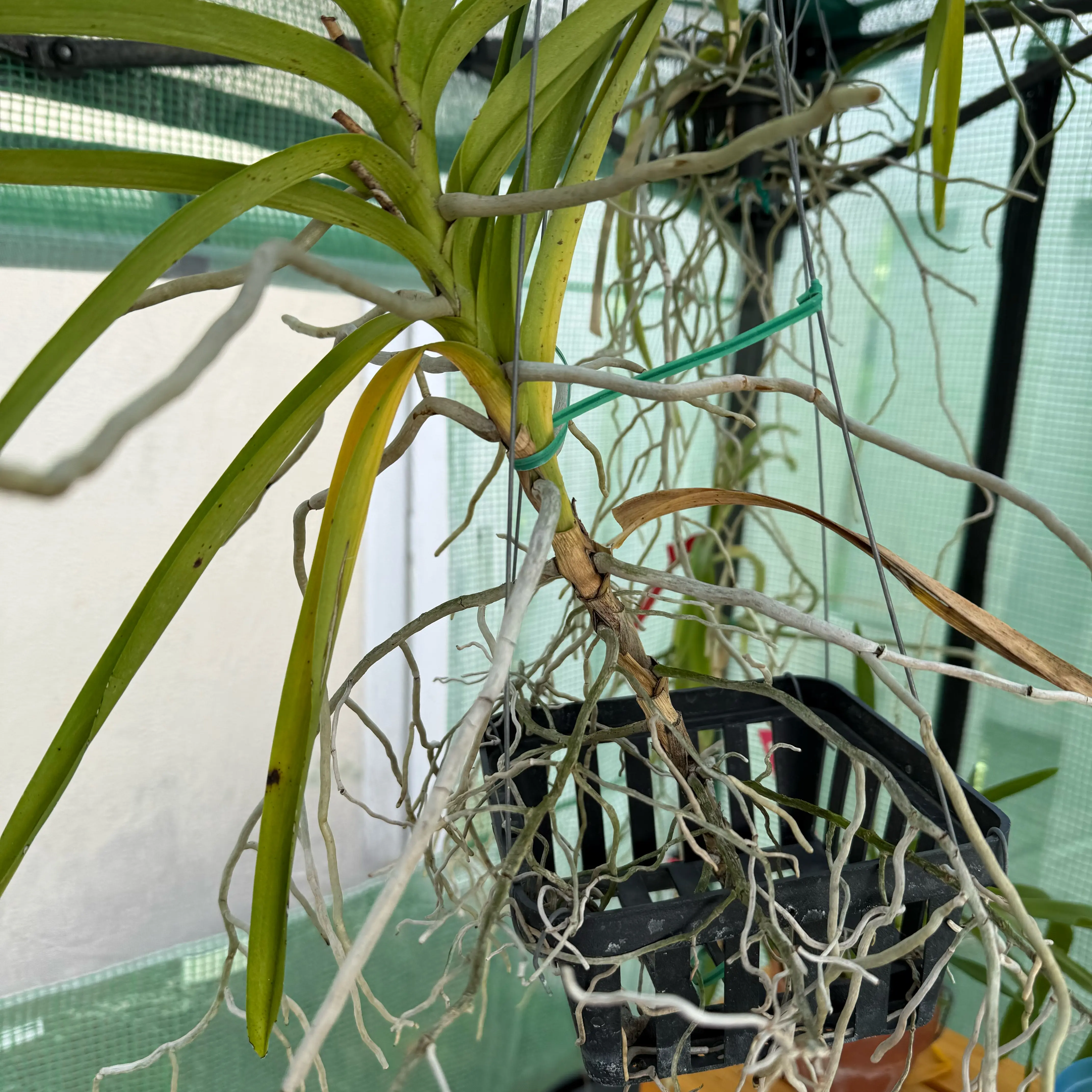 Photo of the plant species Mimi Palmer Orchid by @HipIvorytowers named Forrest - Ted’s Bloomer on Greg, the plant care app