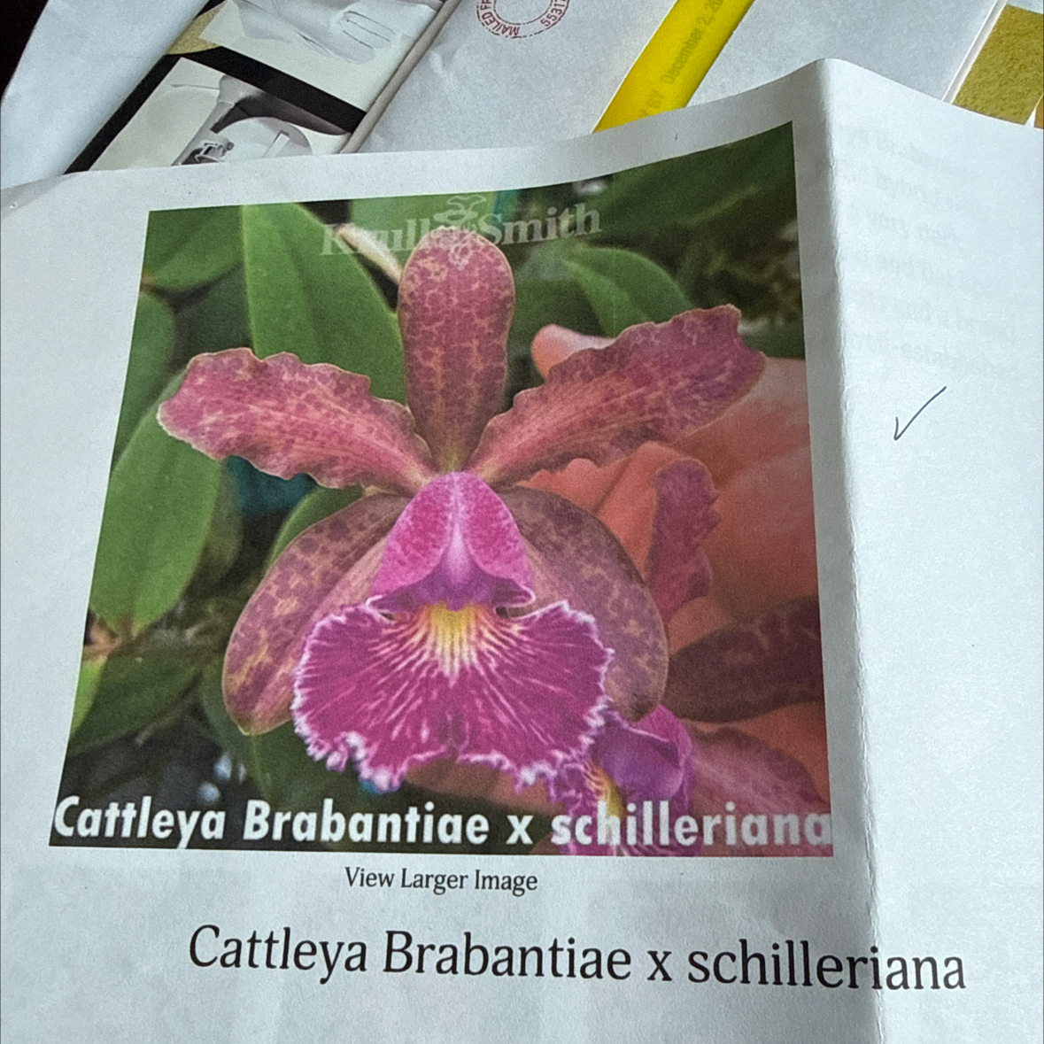 Photo of the plant species Cattleya Brabantiae by @HipIvorytowers named Naomi - Schilleleriana on Greg, the plant care app