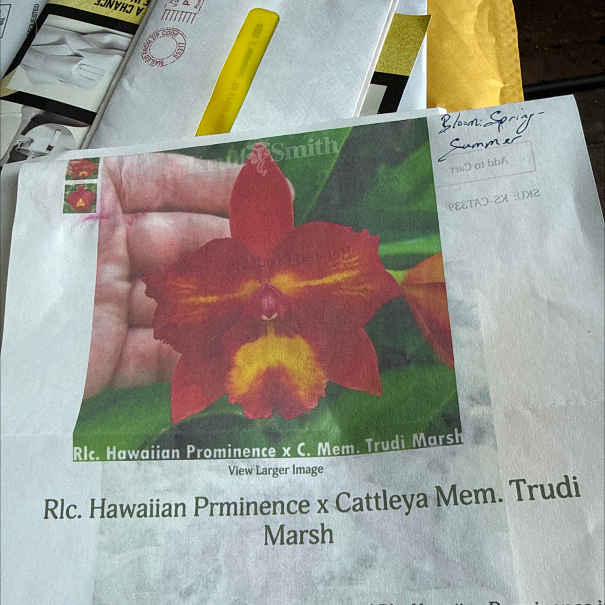 Photo of the plant species Hawaiian Prominence by @HipIvorytowers named Curie - Mem. Trudi Marsh on Greg, the plant care app