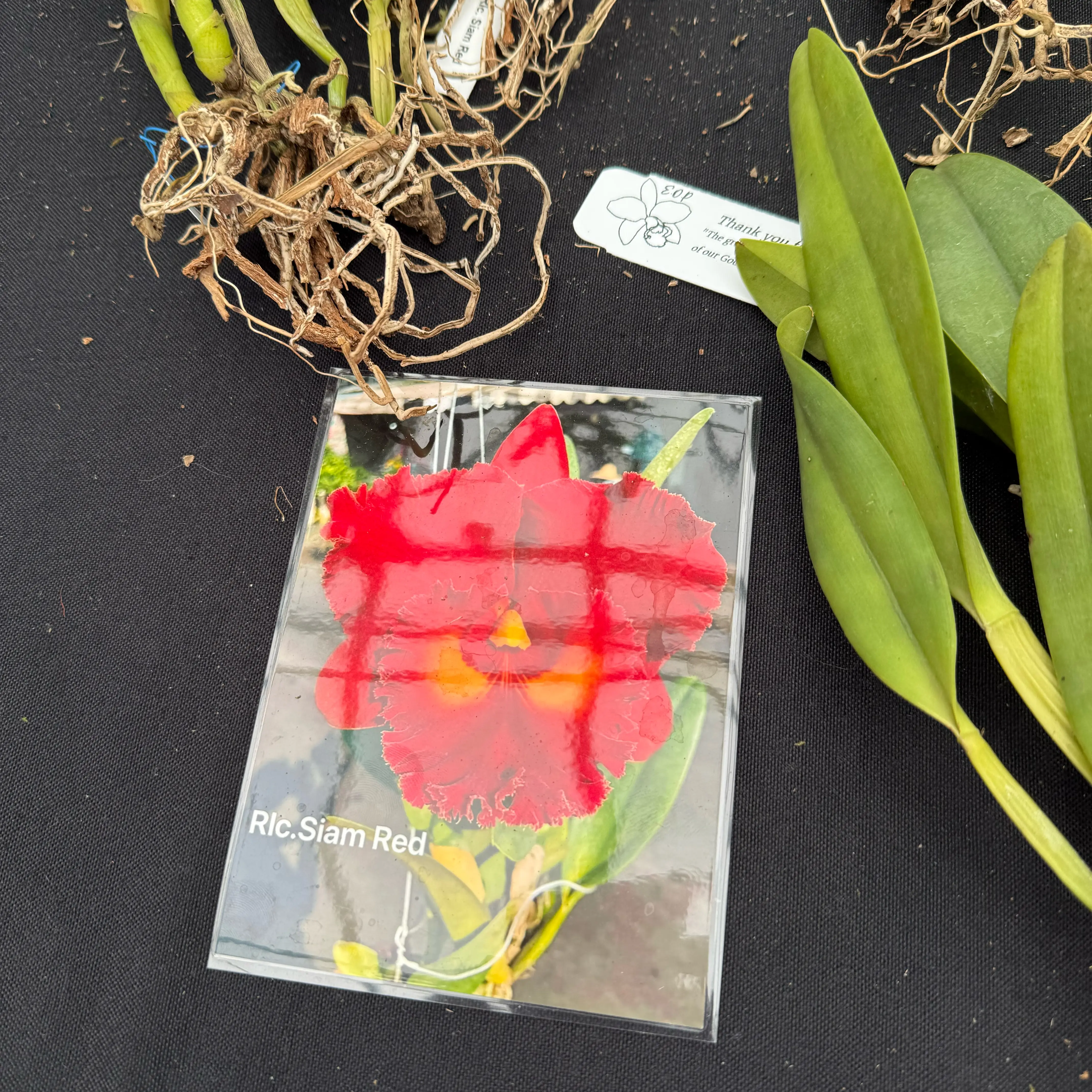 Plant care for Cattleya on Greg, the plant care app