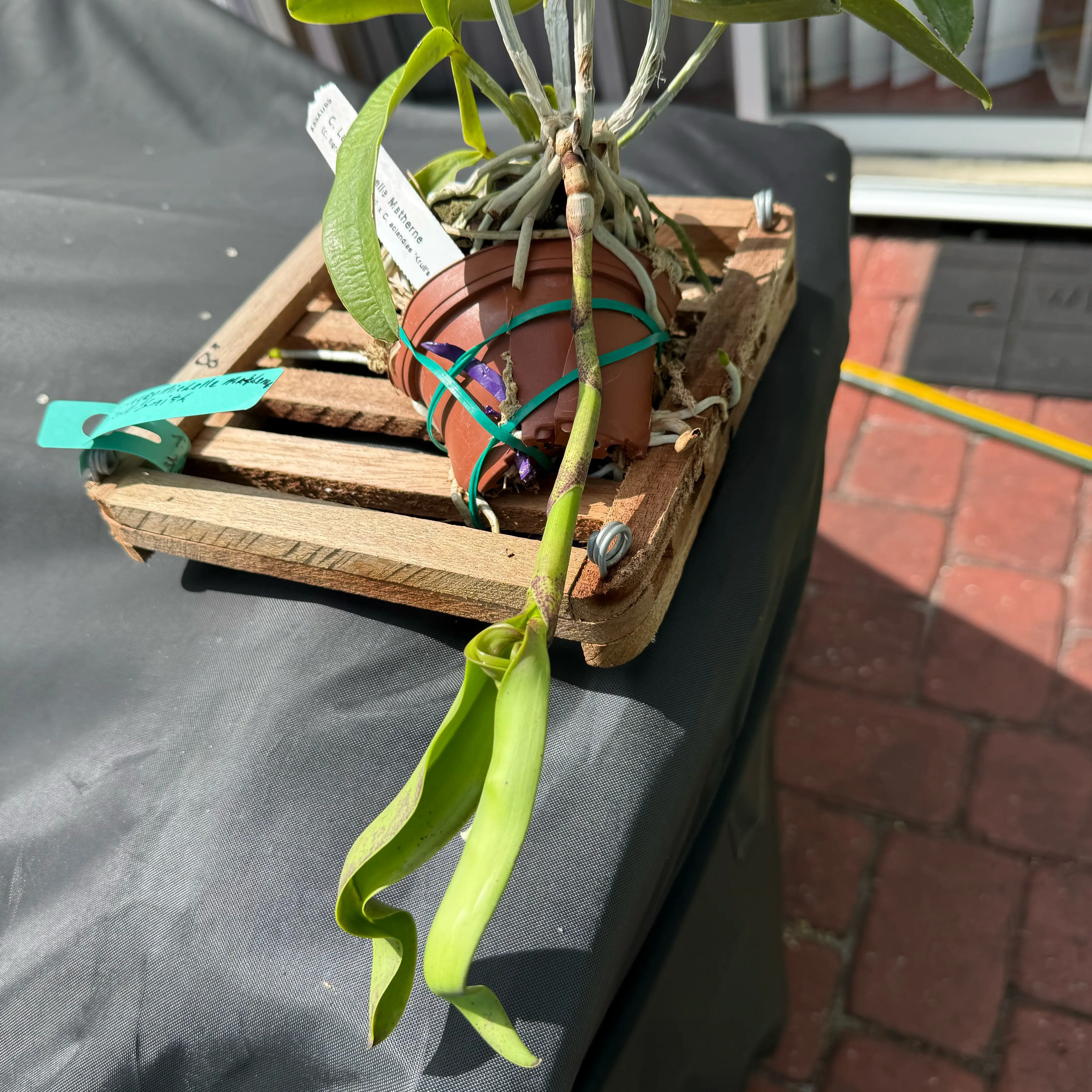 Photo of the plant species Cattleya Hybrid by @HipIvorytowers named Gaga - Lacy Michelle on Greg, the plant care app