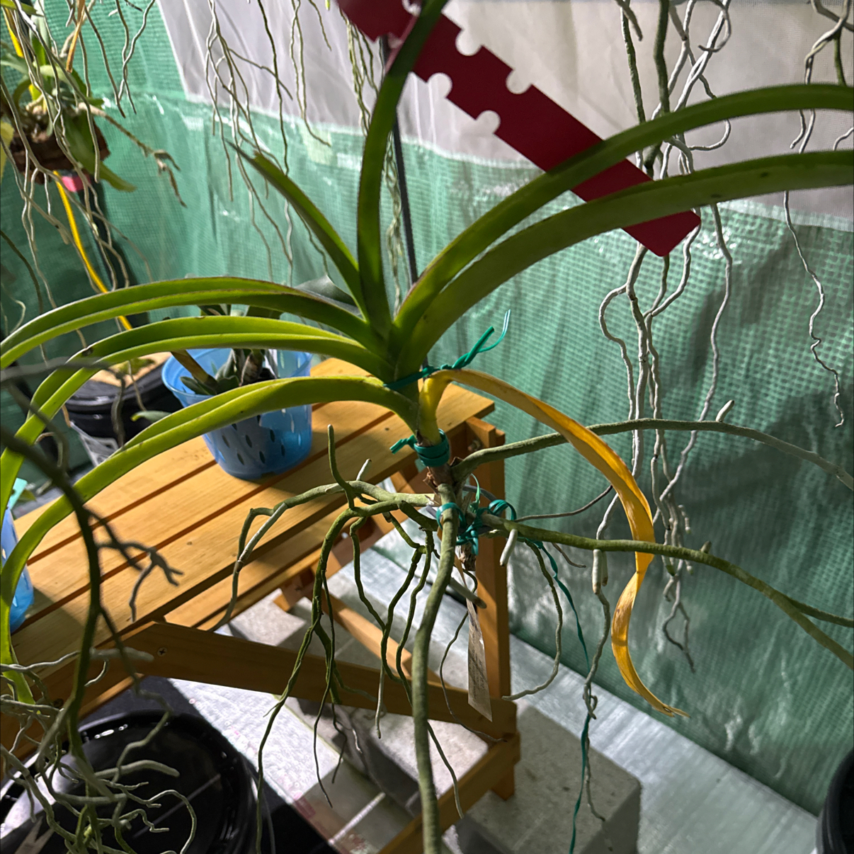 Photo of the plant species Vanda by @HipIvorytowers named Kendall - Mature Spitfire on Greg, the plant care app