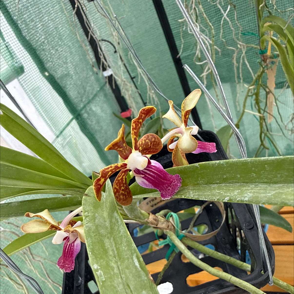 Photo of the plant species Motes Vanda by @HipIvorytowers named Muhammad Ali- Ambrosian Discovery on Greg, the plant care app