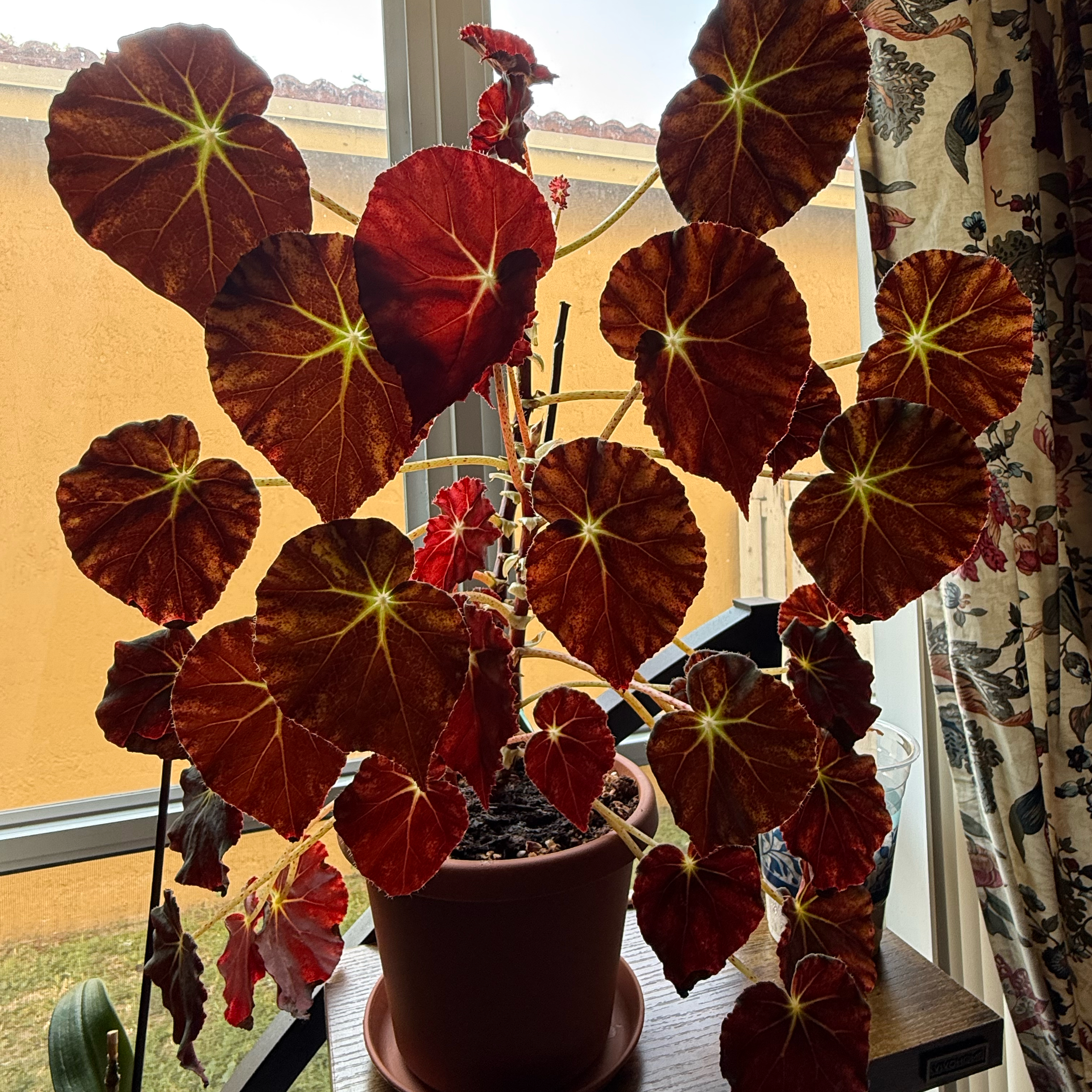 Photo of the plant species Begonia rex by @HipIvorytowers named Leonardo - China Doll on Greg, the plant care app