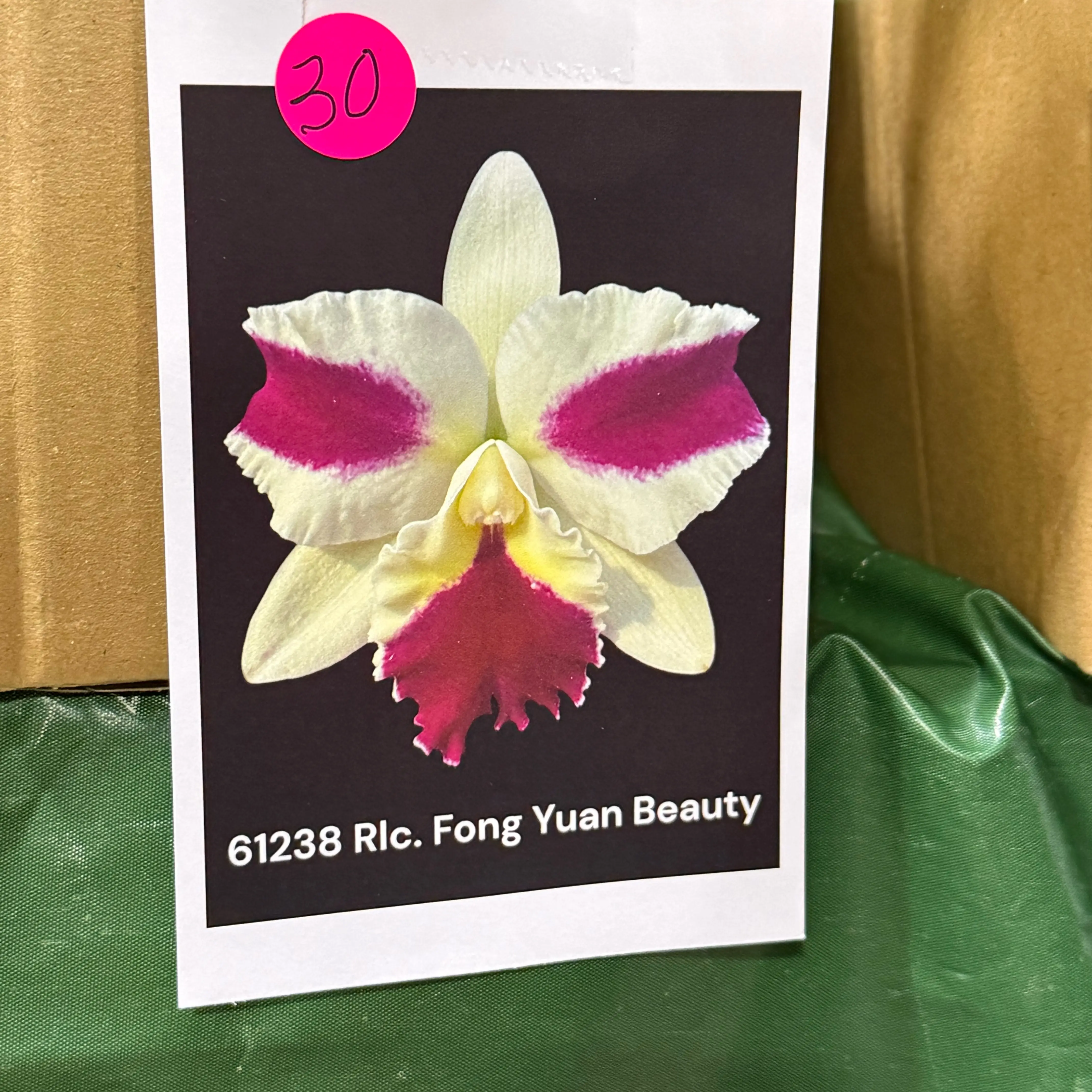 Photo of the plant species Cattleya by @HipIvorytowers named Robert Plant - Fong Yuan Beauty on Greg, the plant care app
