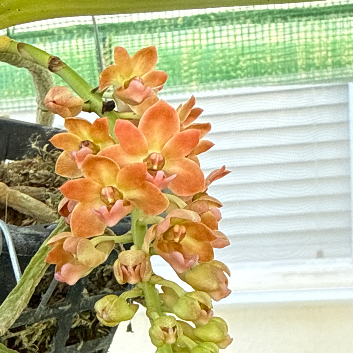 Photo of the plant species Gigantea by @HipIvorytowers named Orange Queen on Greg, the plant care app