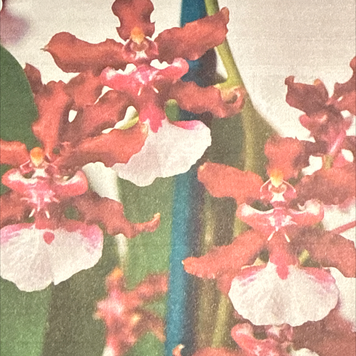 Photo of the plant species Oncidium sharry baby 'Sweet Fragrance' by @HipIvorytowers named Lola on Greg, the plant care app