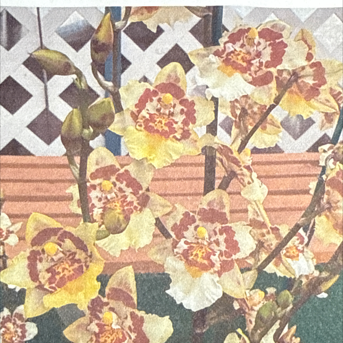 Photo of the plant species Uptown Girl by @HipIvorytowers named Naomi on Greg, the plant care app