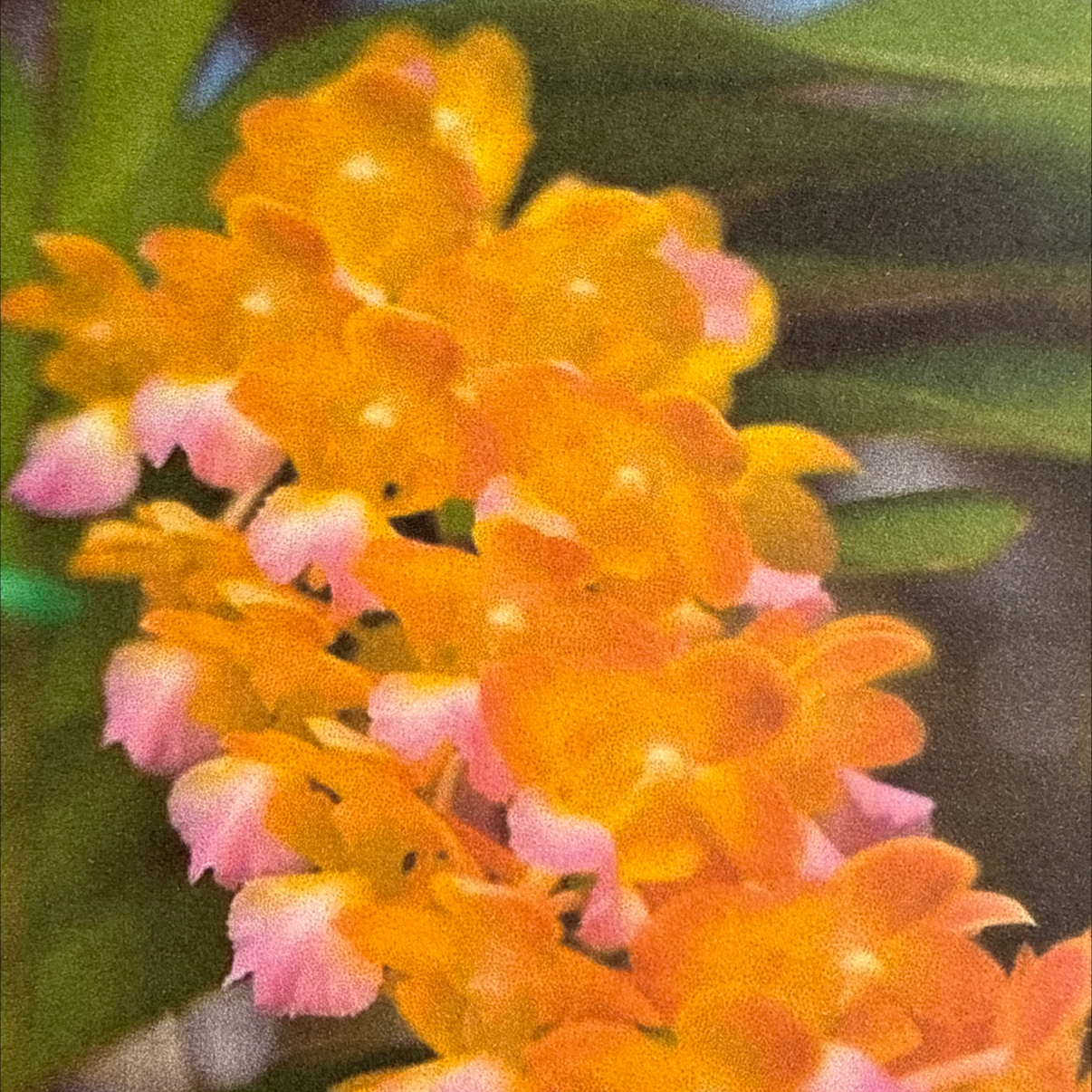 Photo of the plant species Fragrant Aerides by @HipIvorytowers named Curie Aeridovanda Bangkok Star on Greg, the plant care app