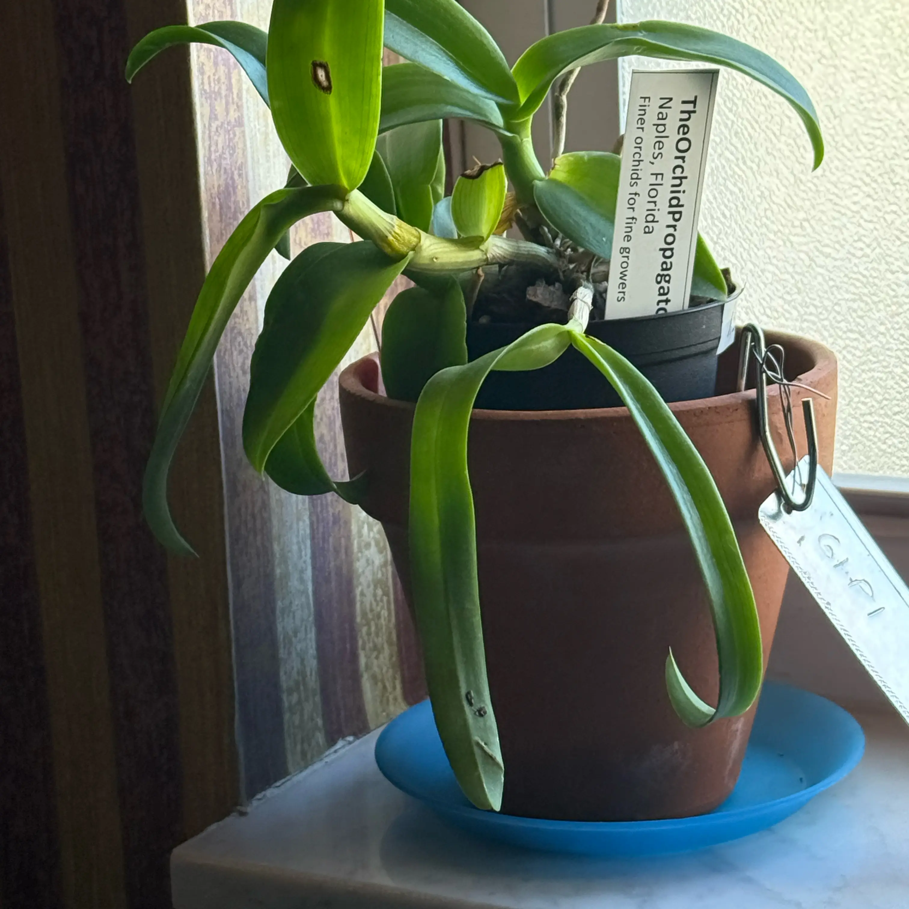 Photo of the plant species Dendrobium by @HipIvorytowers named Sonora - Den Woot Woot on Greg, the plant care app