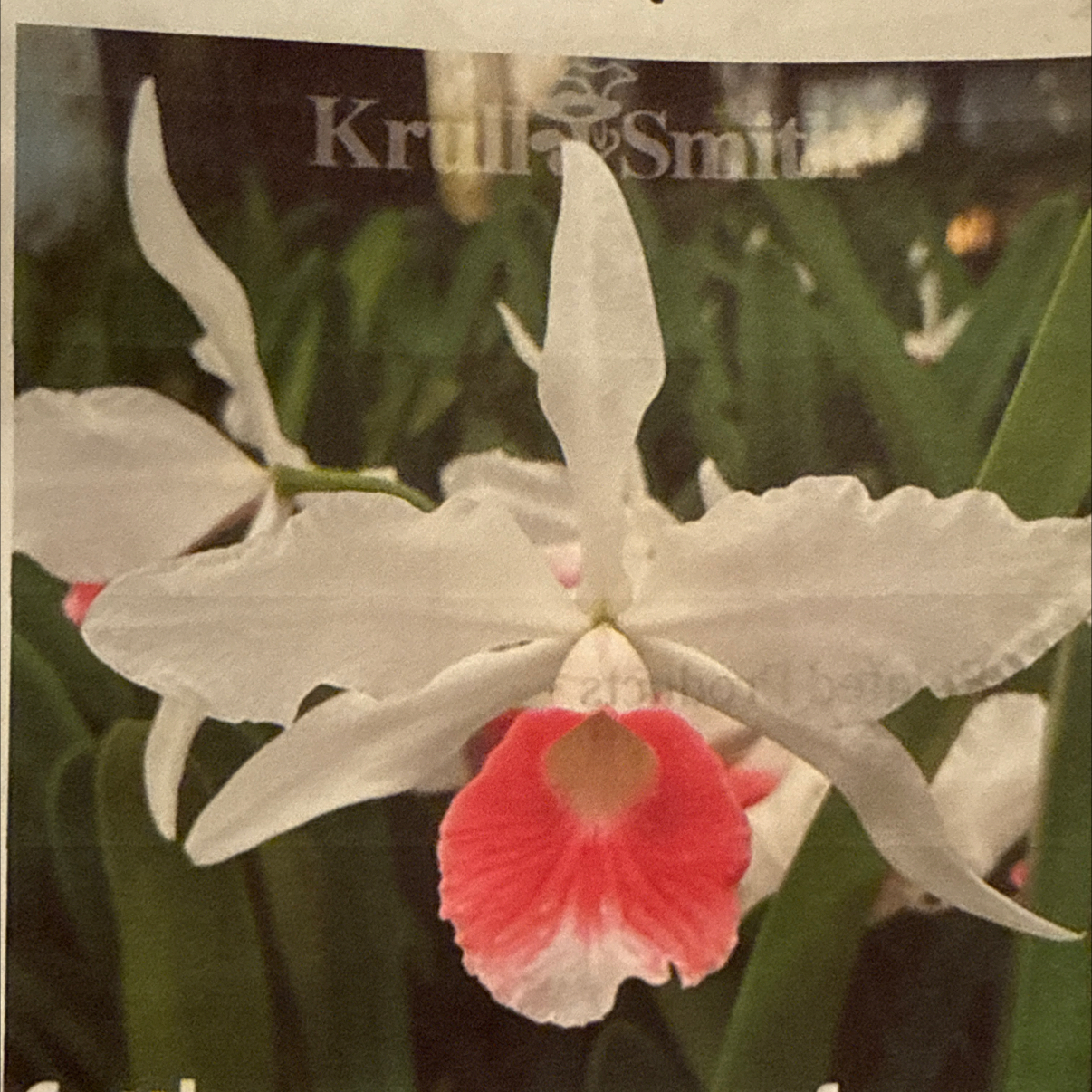 Photo of the plant species Cattleya by @HipIvorytowers named Harper - purpurata f. carnea hybrid on Greg, the plant care app