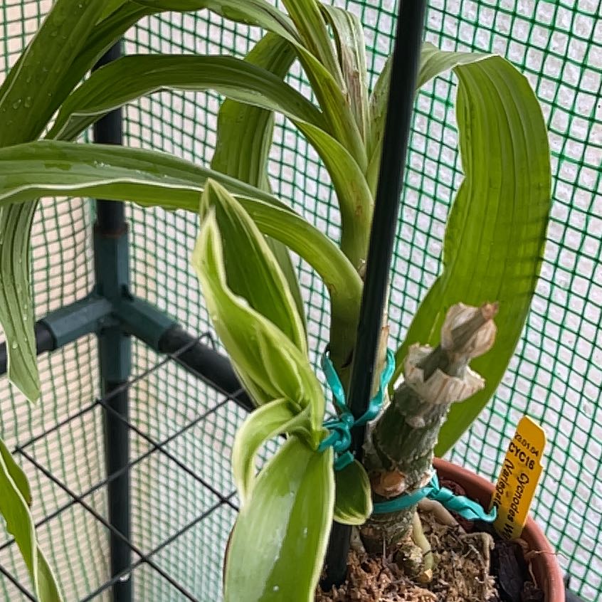 Plant care for Cycnodes 'Jumbo Micky' on Greg, the plant care app