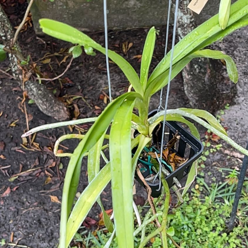 Plant care for Papilionanda 'Usha' on Greg, the plant care app