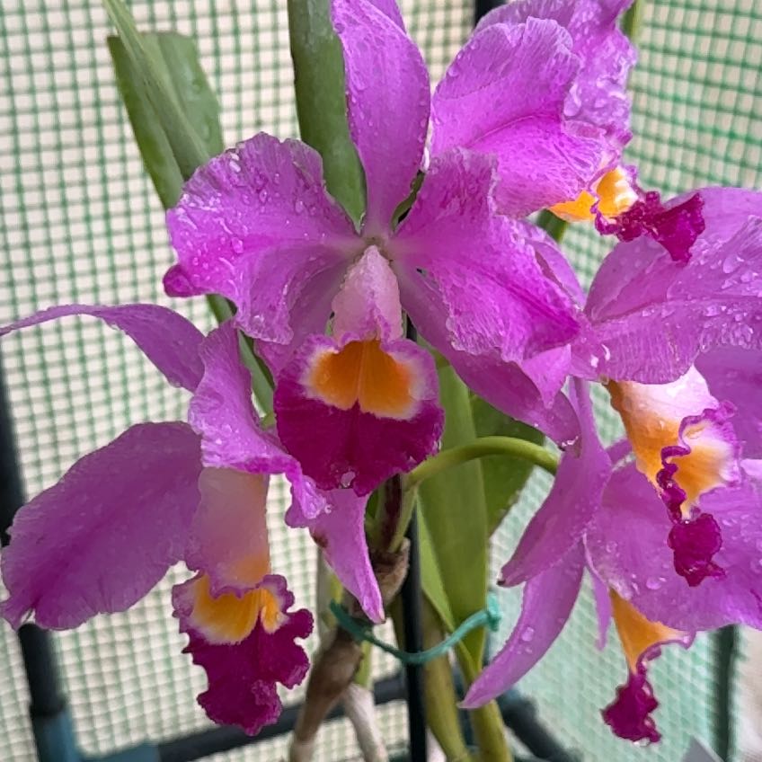 Photo of the plant species Cattleya by @HipIvorytowers named Tree Diddy - Wallisii on Greg, the plant care app