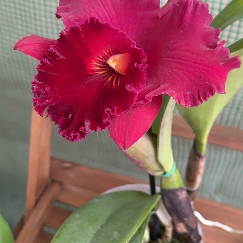 Photo of the plant species Cattleya by @HipIvorytowers named LiloStitch - Krull’s Carolina Passion on Greg, the plant care app