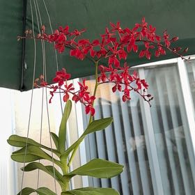Photo of the plant species Red Renanthera by @HipIvorytowers named Denali - Philippines on Greg, the plant care app