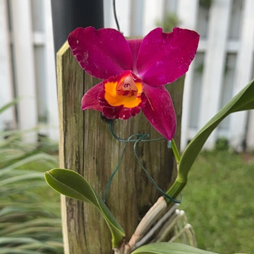 Plant care for Cattleya on Greg, the plant care app