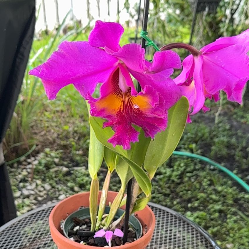 Photo of the plant species King Of Taiwan by @HipIvorytowers named Hamilton on Greg, the plant care app