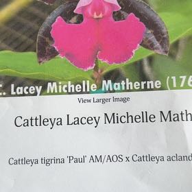 Photo of the plant species Cattleya Hybrid by @HipIvorytowers named Gaga - Lacy Michelle on Greg, the plant care app
