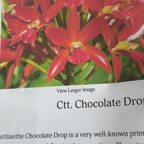 Photo of the plant species Cattlianthe chocolate drop by @HipIvorytowers named Winston on Greg, the plant care app