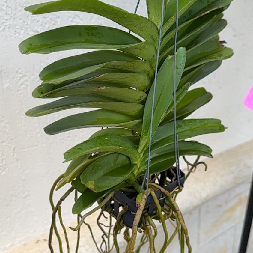 Photo of the plant species Fragrant Aerides by @HipIvorytowers named Curie Aeridovanda Bangkok Star on Greg, the plant care app