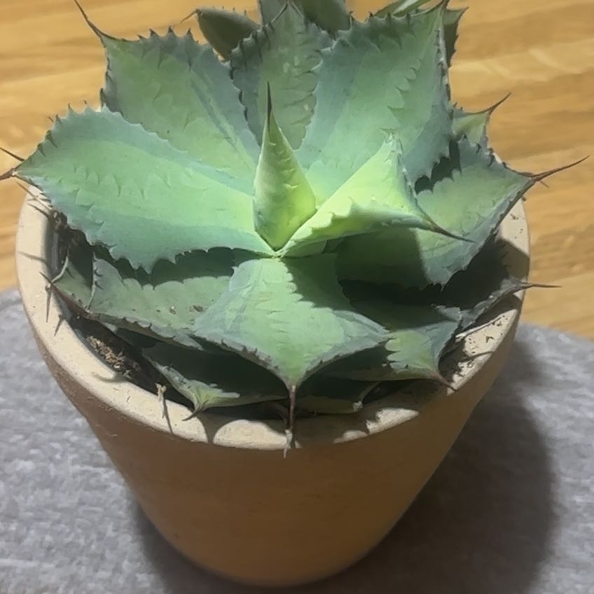 Photo of the plant species Agave isthmensis 'Rum Runner' by @AdeptCoslettuce named Marisol on Greg, the plant care app