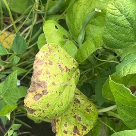Photo of the plant species Soybean by @QuaintEmerald named Lebron on Greg, the plant care app