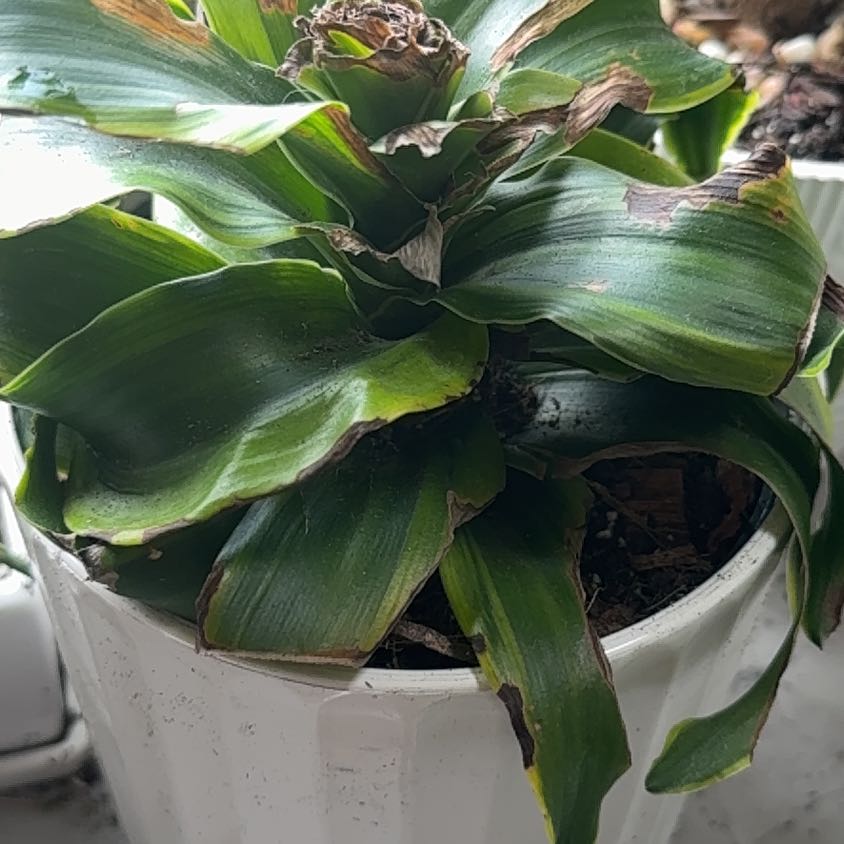 Photo of the plant species Lemon Surprise Dracaena by @PurelyLuscious named Ronaldo on Greg, the plant care app