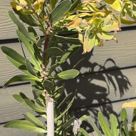 Photo of the plant species Narrowleaf Protea by @SacredCocoplum named Harry on Greg, the plant care app