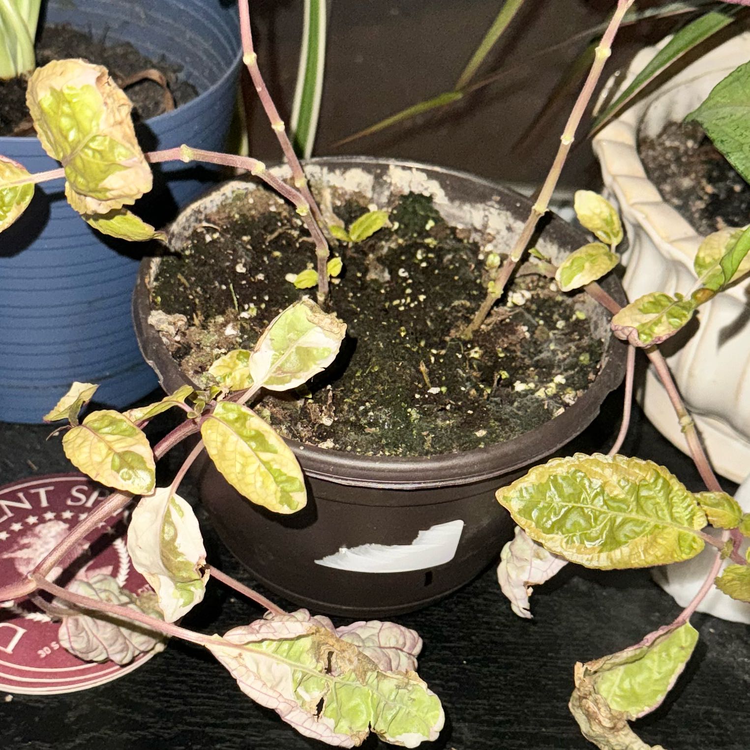 Photo of the plant species Belgian Waffle by @MiKaylaShearer named Becky on Greg, the plant care app