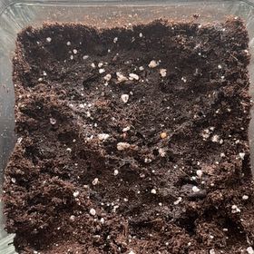 Plant care for Pleione 'Confirmation' on Greg, the plant care app