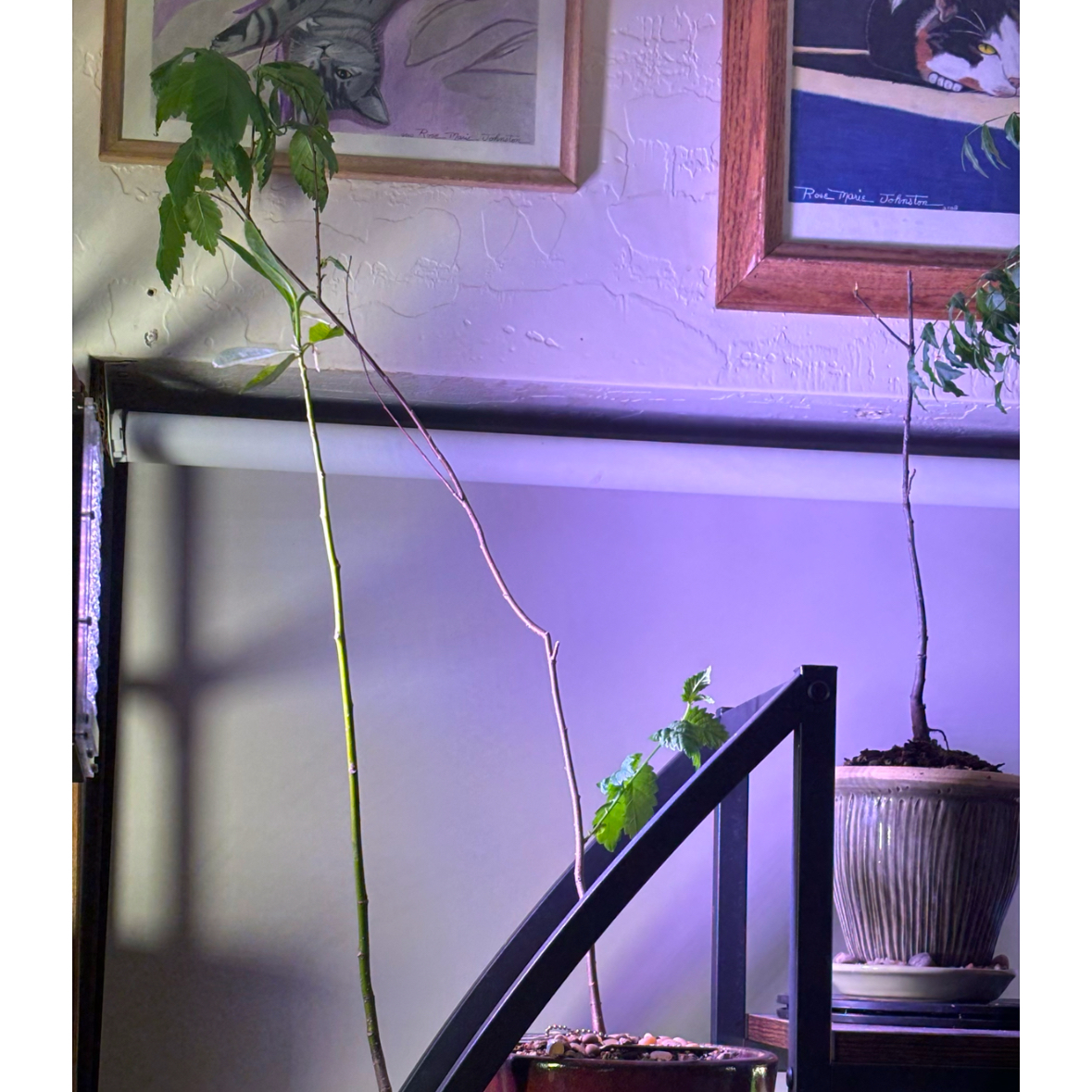 OKC SURVIVOR TREE- Ulmus americana