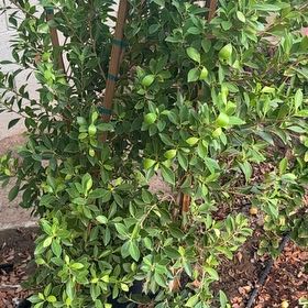 Photo of the plant species Indian Laurel by @IdealMondograss named Demi on Greg, the plant care app