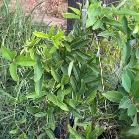 Photo of the plant species Catclaw Vine by @IdealMondograss named Bigleef Smalls on Greg, the plant care app