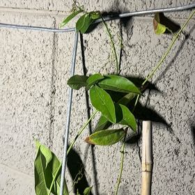 Photo of the plant species Catclaw Vine by @IdealMondograss named Athena on Greg, the plant care app