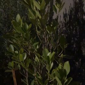 Photo of the plant species Indian Laurel by @IdealMondograss named Gomez on Greg, the plant care app
