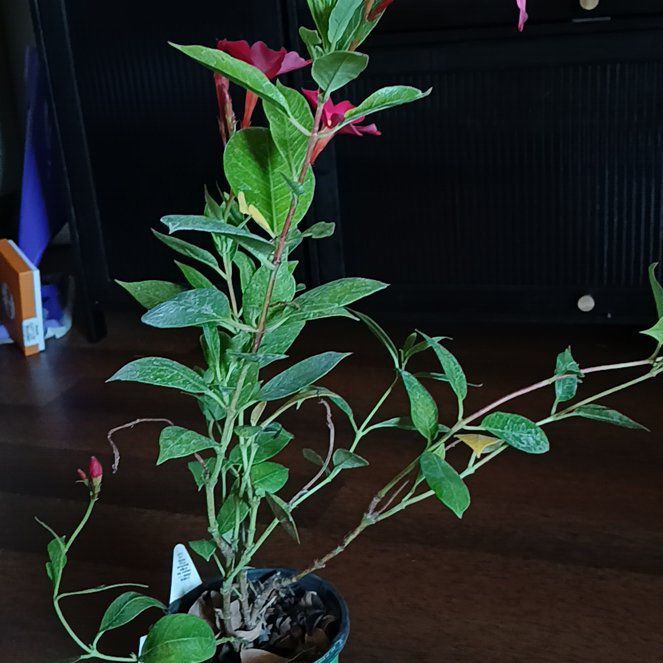 Photo of the plant species Samba by @IdolMarshviolet named Rosa on Greg, the plant care app