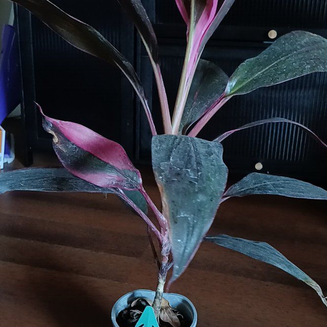 Photo of the plant species Hawaiian Ti Plant 'Florica' by @IdolMarshviolet named LiloStitch on Greg, the plant care app